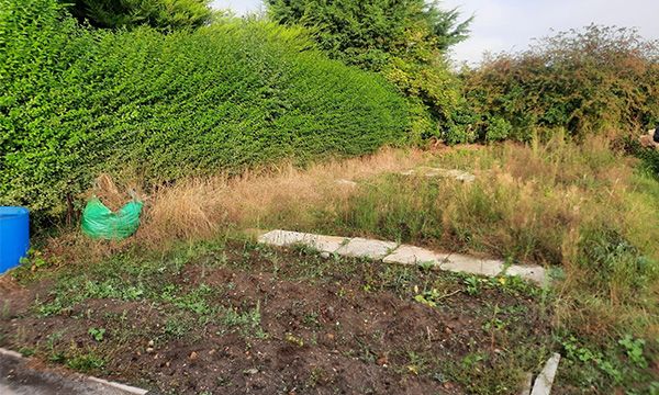 Allotment Clearing